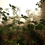 trailer de The Forest